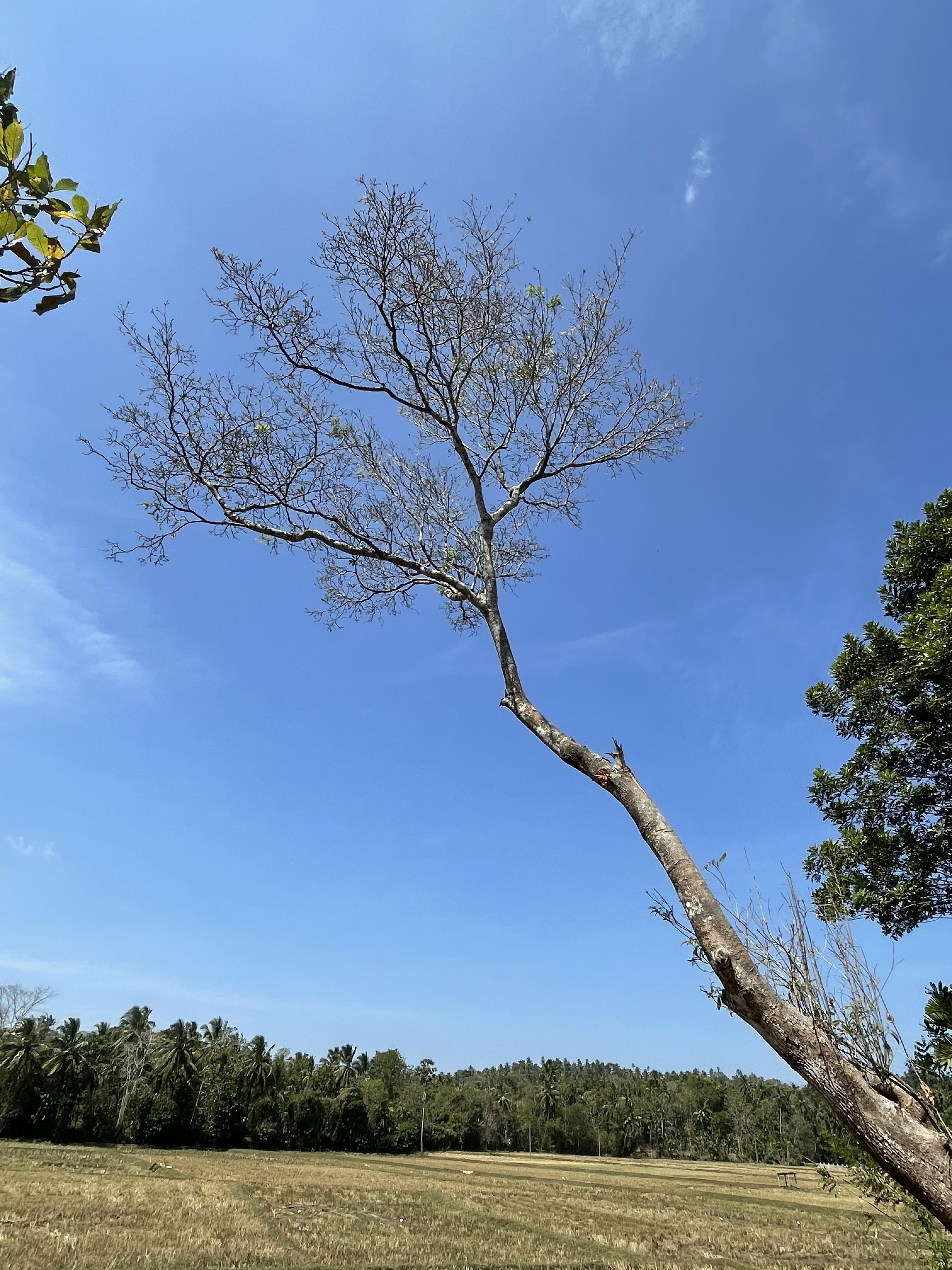 BLUESKY